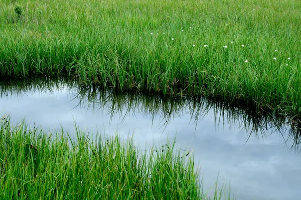 Вид Зеленую Траву Маленькую Реку — стоковое фото