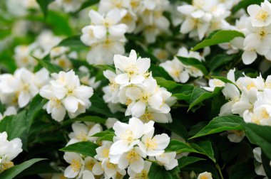 Beyaz bahar çiçeklerini kapat