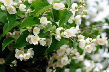 Beyaz bahar çiçeklerini kapat