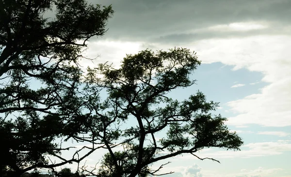 Pohled Korunu Stromu Nad Zamračený Oblohou — Stock fotografie