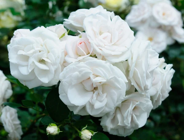 Foco roses.soft branco — Fotografia de Stock