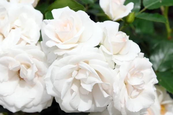 Weiße Rosen. Weicher Fokus — Stockfoto