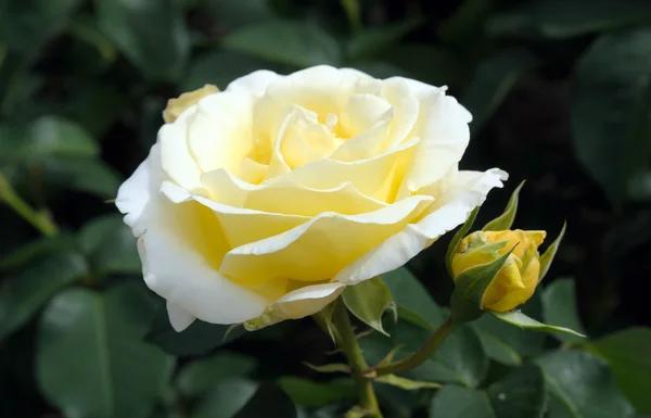 White roses.soft focus — Stock Photo, Image