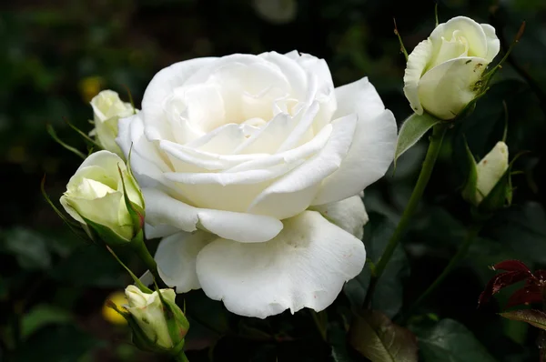 Weiße Rosen. Weicher Fokus — Stockfoto