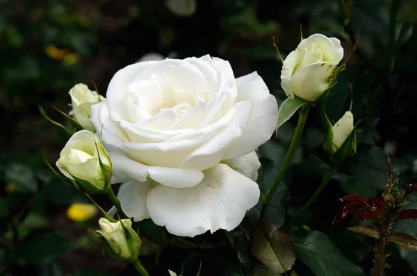 Weiße Rosen. Weicher Fokus — Stockfoto