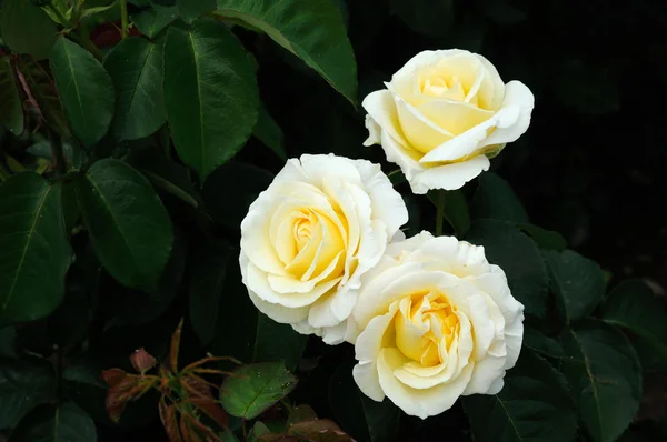 Beyaz roses.soft odak — Stok fotoğraf