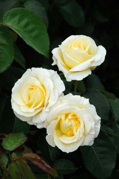 白色 roses.soft 焦点 — 图库照片