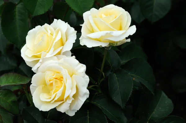 白色 roses.soft 焦点 — 图库照片