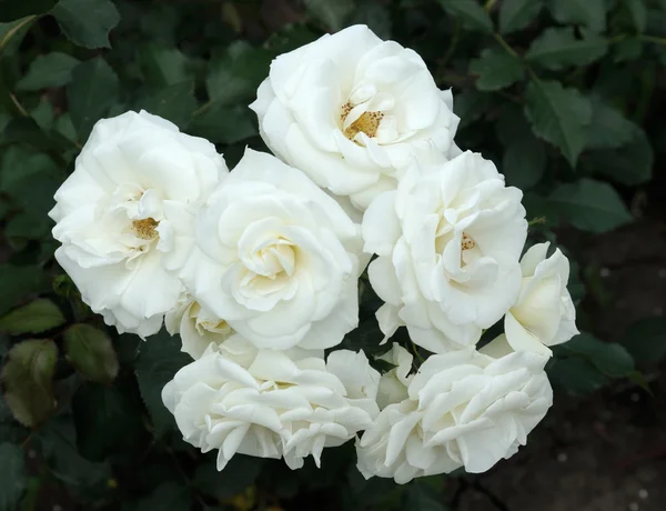 White roses.soft focus — Stock Photo, Image