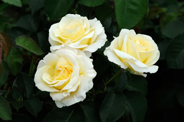 White roses.soft focus — Stock Photo, Image
