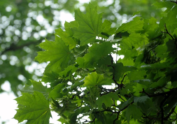 Beautiful View Green Maple Leaves — Stock Photo, Image