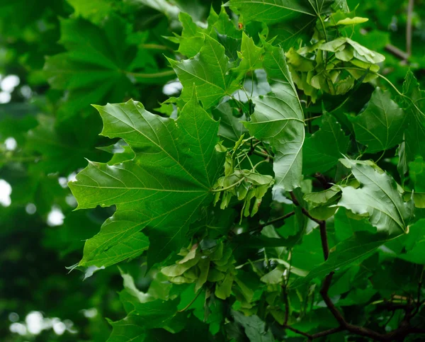 Beautiful View Green Maple Leaves — Stock Photo, Image