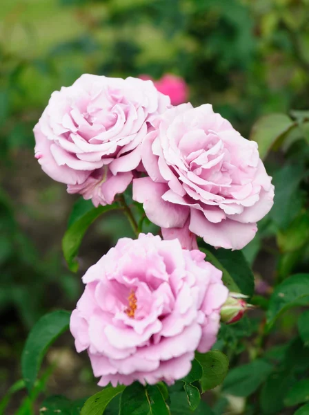 Schöne Rosen Blumen Aus Nächster Nähe — Stockfoto