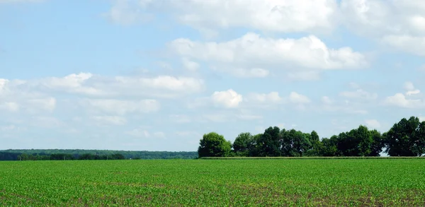 Rurale landschap. helder sappige groen van de velden. een nieuw gewas te groeien. — Stockfoto