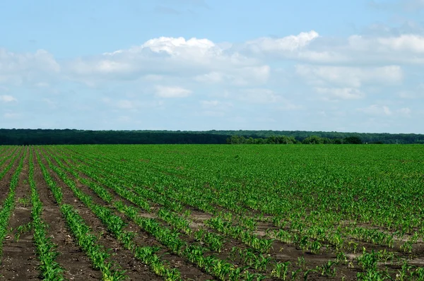 Rurale landschap. helder sappige groen van de velden. een nieuw gewas te groeien. — Stockfoto