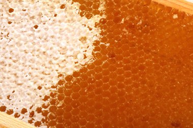 ahşap bir çerçeve içinde bal ile petek