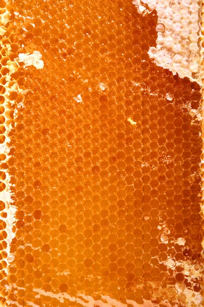 Honeycomb with honey. natural background — Stock Photo, Image