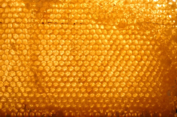 Wabe mit Honig. Natürlicher Hintergrund — Stockfoto