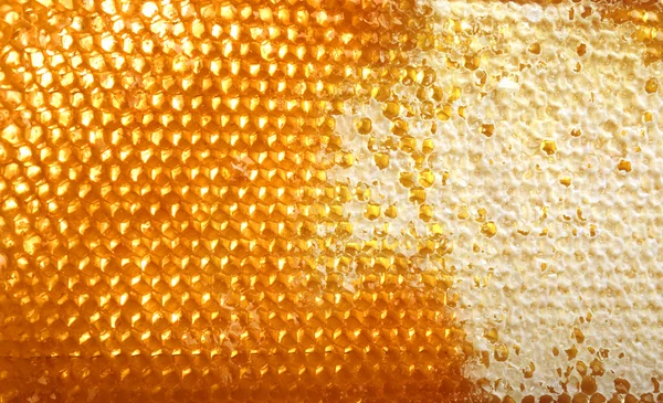 Fagure de miere. fundal natural — Fotografie, imagine de stoc