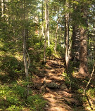 Yeşil orman manzarası 