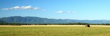 Yazın son günlerinde. Tarım manzara. Unharvested Tahıl hasat ile alanları arasındaki sınır. Cumulus bulutları ile mavi gökyüzü. Ufuktaki dağlar. Kısmen renkli fotoğraf.