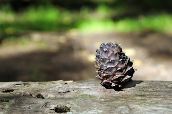 Cedar Pine Cone Fallen Trädstam — Stockfoto
