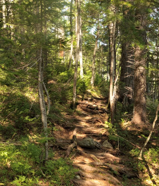 Yeşil orman manzarası 