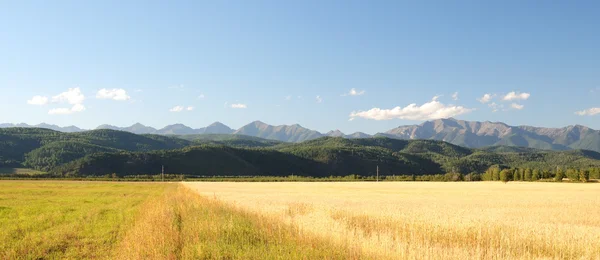 Az utolsó nyári napok. Mezőgazdasági táj. A határ a mezők takarított gabonatermés között. Kék ég, cumulus felhők. Hegyek, a horizonton. Részlegesen színezett fénykép. — Stock Fotó