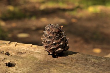 Sedir çam kozalağı Sibirya Tayga düşmüş ağaç bagaja üzerinde. Orman hayvanlar için besin