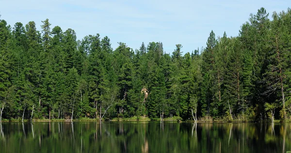 In the clear water of a forest lake reflects the sky, mountain, forest and clouds. Photo partially tinted. — Stock Photo, Image