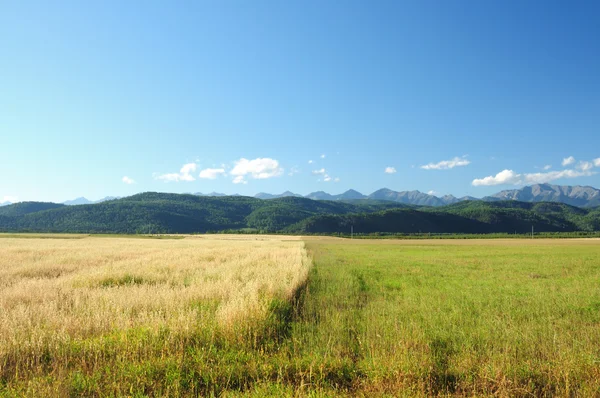 Laatste Dagen Van Zomer Agrarische Landschap Grens Tussen Velden Met — Stockfoto