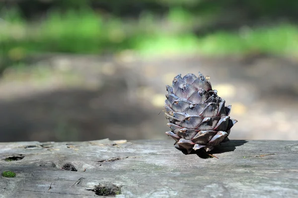 Pigna di cedro su un tronco d'albero caduto nella taiga siberiana. cibo per animali della foresta — Foto Stock
