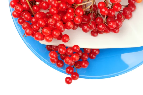 Autumn Still Life Red Juicy Ripe Viburnum Berries Lie White — Stock Photo, Image