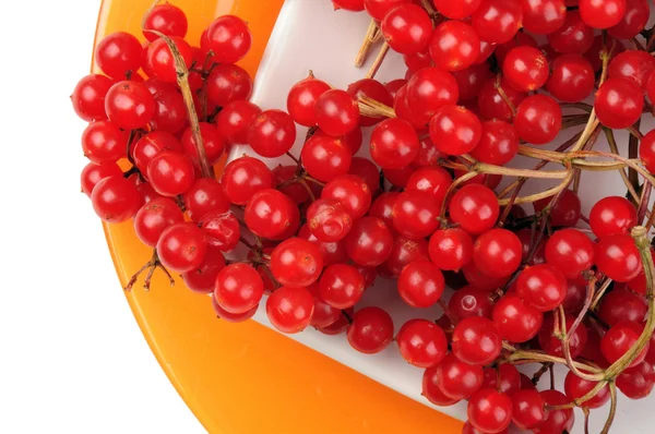 Autumn Still Life Red Juicy Ripe Viburnum Berries Lie White — Stock Photo, Image