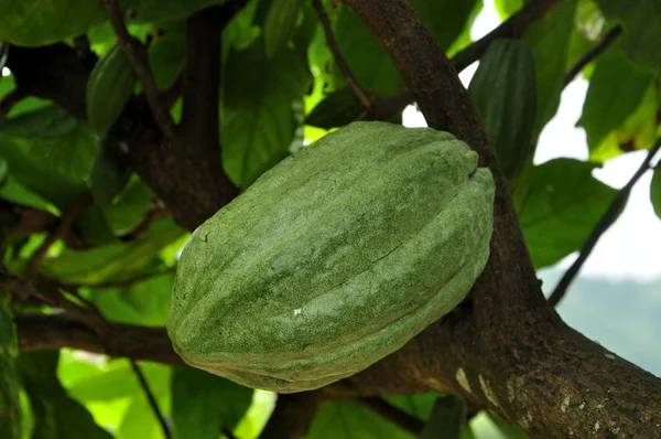 Kakaoschote Auf Baum — Stockfoto