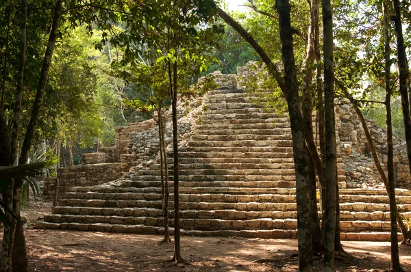 Ormanlarda, Maya piramit. — Stok fotoğraf