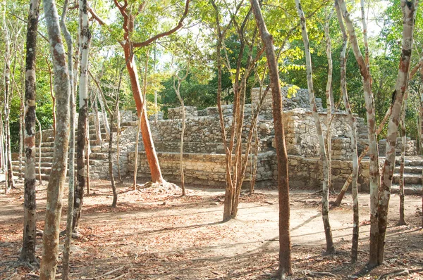 Maya pyramid på djungler. — Stockfoto