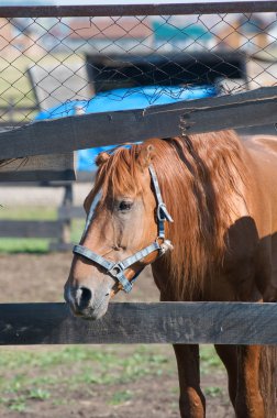 Bir çiftlikte güzel at