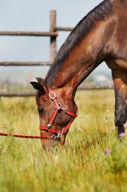 Bir çiftlikte güzel at