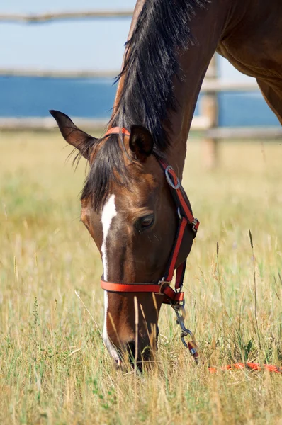 Schönes Pferd auf einem Bauernhof — Stockfoto