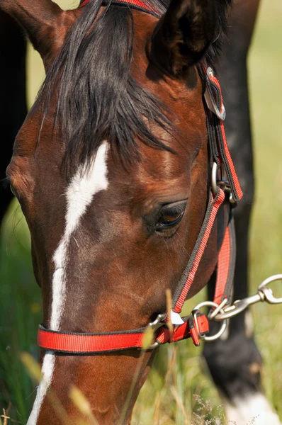 Vakker hest på en gård – stockfoto