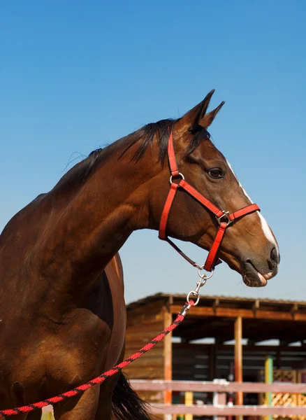 Hest mot himmel – stockfoto