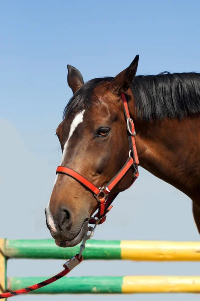 Hest mot himmel – stockfoto