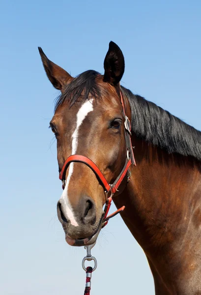 Caballo contra el cielo —  Fotos de Stock