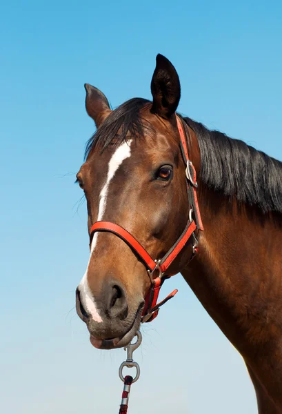 Caballo contra el cielo —  Fotos de Stock