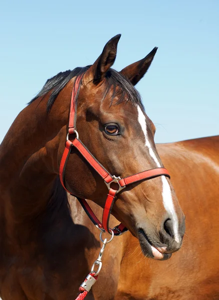 Caballo contra el cielo —  Fotos de Stock