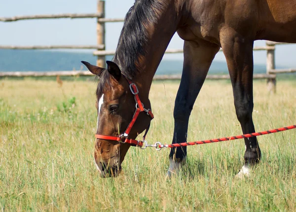 Krásné koně na farmě — Stock fotografie