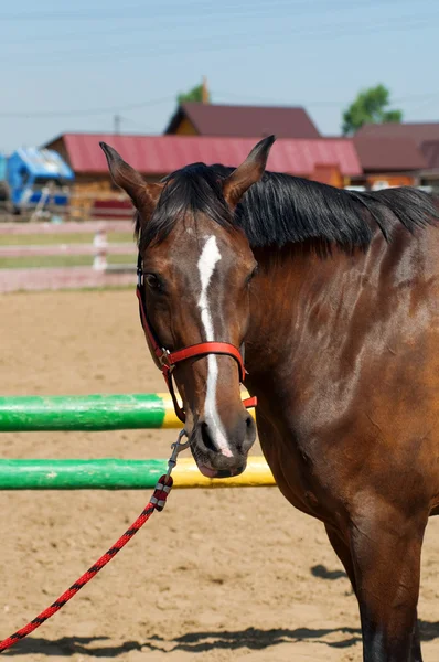 Vackra häst på en gård — Stockfoto