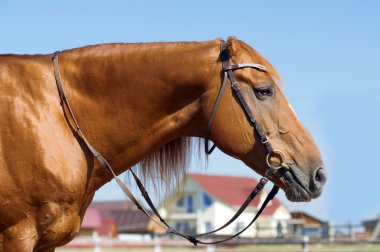 At kafası yakın çekim.