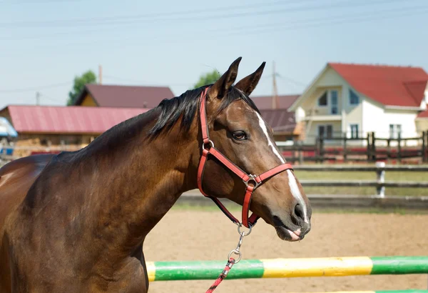 Hest i nærheten – stockfoto